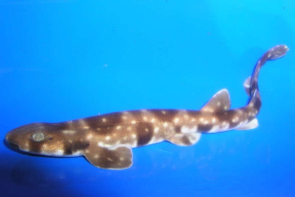 【東京駅発】 《KoDoMoわんぱクラブ》水族館の裏側に潜入!!アクアワールド大洗バックヤードツアーとサメやエイにもタッチしよう 日帰り2